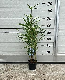 Fargesia robusta 'Campbell' Pot 1 liter 30 - 40 cm