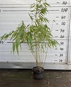 Fargesia scabrida 'Asian Wonder' Pot 1 liter 30 - 40 cm