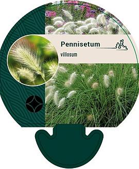 Pennisetum villosum Pot 9 cm