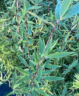 Fargesia 'Winter Joy' Pot 5 Liter 120 - 130 cm