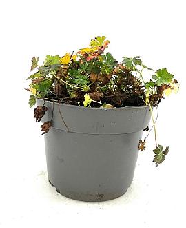 Geranium cant. 'Biokovo' Pot 2 Liter
