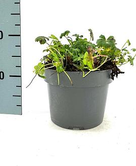 Geranium cant. 'Karmina' Pot 2 Liter