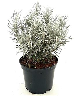 Helichrysum apiculatum 'Korma' Pot 2 liter 25-30cm