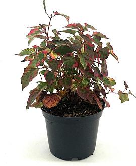Houttuynia cordata 'Chameleon' Pot 2 Liter 20 - 30 cm