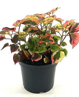 Houttuynia cordata 'Flame' Pot 2 Liter 20 - 30 cm
