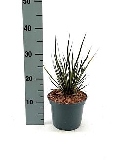 Libertia ixioides Taupo Sunset Pot 2 Liter30 - 40 cm