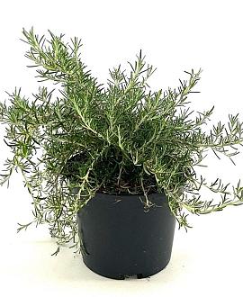 Rosmarinus off. 'Pointe du Raz' Pot 2 liter 25-30cm