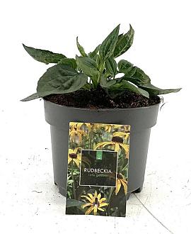 Rudbeckia f. 'Little Goldstar' Pot 2 liter 30-35cm