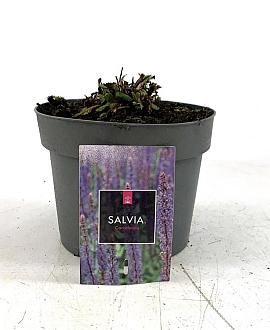 Salvia nem. 'Caradonna' Pot 2 Liter