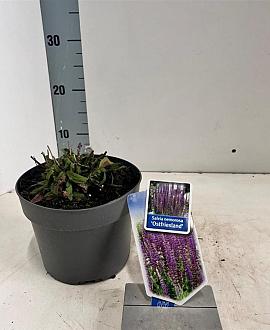 Salvia nem. 'Ostfriesland' Pot 2 Liter 20 - 30 cm