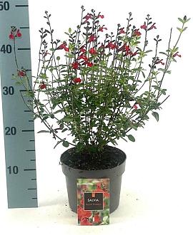 Salvia 'Royal Bumble' Pot 2 Liter