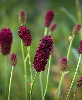Sanguisorba o. 'Tanna' Pot 2 Liter