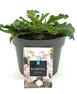 Scabiosa col. 'Pink Mist' Pot 2 Liter