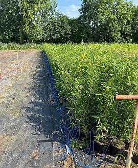 Semiarundinaria fastuosa viridis Pot 5 Liter 80 - 100 cm