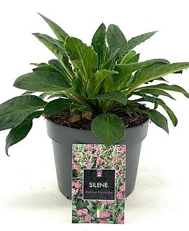 Silene dioica 'Rollies Favorite' Pot 2 Liter
