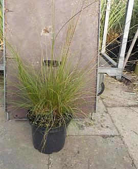 Sporobolus heterolepis Pot 5 Liter 60 - 80 cm