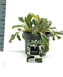 Stachys byzantina 'Silver Carpet' Pot 2 Liter