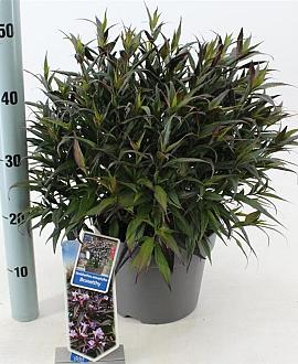 Strobilanthes anisop. Brunetthy Pot 5 Liter 30 - 40 cm