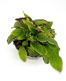 Symphytum grand. 'Wisley Blue' Pot 2 Liter