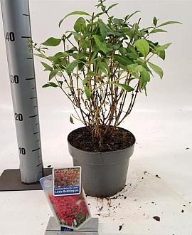 Buddleja d. B. C. Little Bubblegum Pot 3 Liter 30 - 40 cm