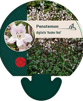 Penstemon digit. 'Husker Red' Pot 9 cm
