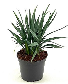 Dianella caerulea Casa Blue Pot 2 liter 25-30cm