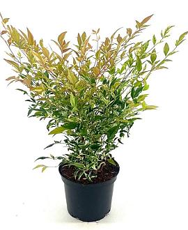 Nandina d. 'Twilight' Pot 2 liter 25-30cm