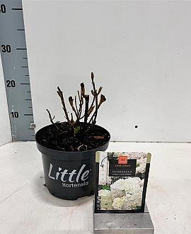 Hydrangea m. 'Little White' Pot 2 Liter 10 - 20 cm