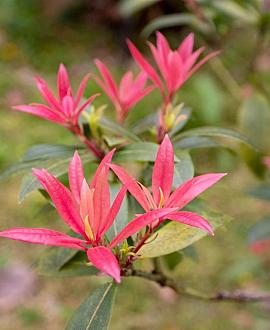 Pieris jap. 'Variegata' Pot 3 liter 20-25cm 
