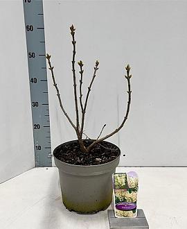 Syringa v. 'Primrose' Pot 5 Liter 40 - 50 cm