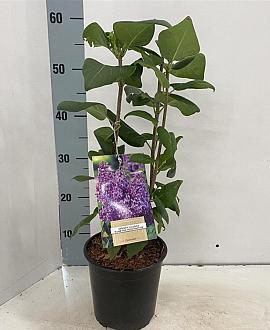 Syringa v. 'Ruhm von Horstenstein' Pot 2 Liter30 - 40 cm