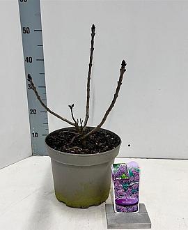 Syringa v. 'Sensation' Pot 5 Liter 40 - 50 cm