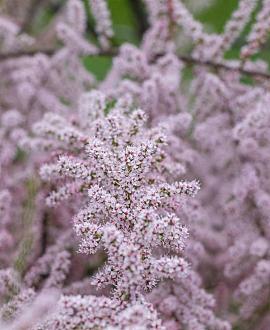 Tamarix ramosissima Pot 20 Liter 125 - 150 cm