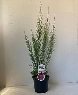 Tamarix ramosissima 'Pink Cascade' Pot 3 Liter 40 - 50 cm