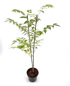 Tetradium daniellii Pot 3 Liter 40 - 50 cm