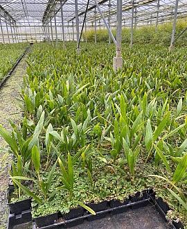 Trachycarpus fortunei Pot 9 cm 10 - 20 cm