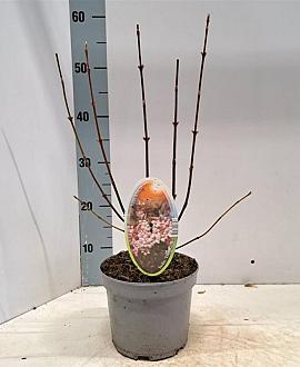 Viburnum bodn. 'Dawn' Pot 2 Liter40 - 50 cm