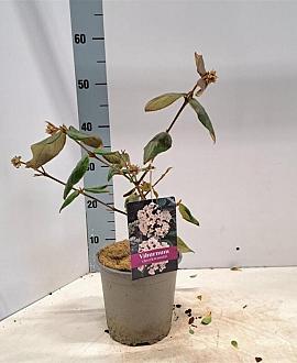 Viburnum burkwoodii Pot 2 Liter40 - 50 cm