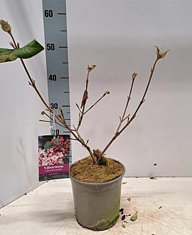 Viburnum burkw. 'Anne Russell' Pot 2 Liter40 - 50 cm