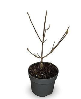 Viburnum carlcephalum Pot 4 Liter 40 - 60 cm