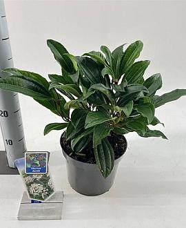 Viburnum davidii Pot 3 liter 25-30cm