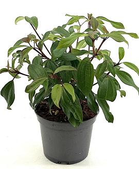 Viburnum davidii 'Angustifolium' Pot 2 liter 25-30cm