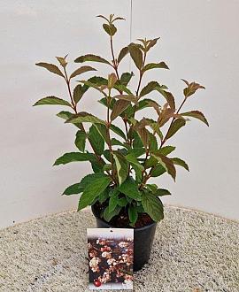 Viburnum farreri Pot 2 Liter50 - 60 cm