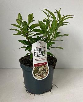 Viburnum hillieri 'Winton' Pot 3 liter 25-30cm