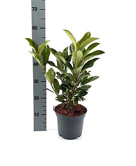 Viburnum japonicum Pot 3 Liter 40 - 50 cm