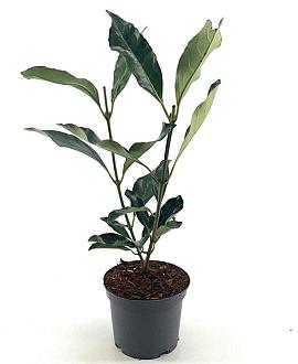 Viburnum odoratissimum awabuki Pot 3 Liter 30 - 40 cm