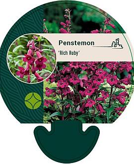 Penstemon 'Rich Ruby' Pot 9 cm