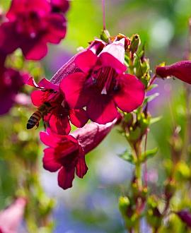 Penstemon 'Rich Ruby' Pot 9 cm
