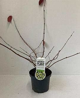 Viburnum plic. 'Cascade' Pot 3 Liter 30 - 40 cm