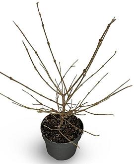 Viburnum plic. Kilimandjaro Pot 4 Liter 40 - 60 cm